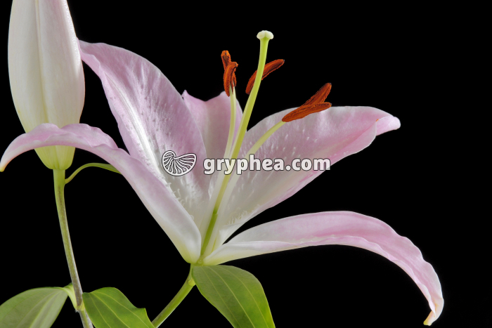 Lys (Lilium sp.) - ovaire visible - gryphea.org